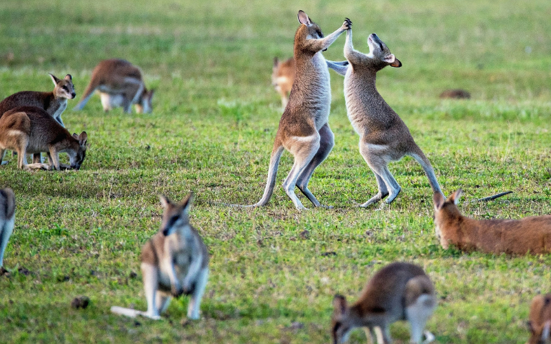 Australia